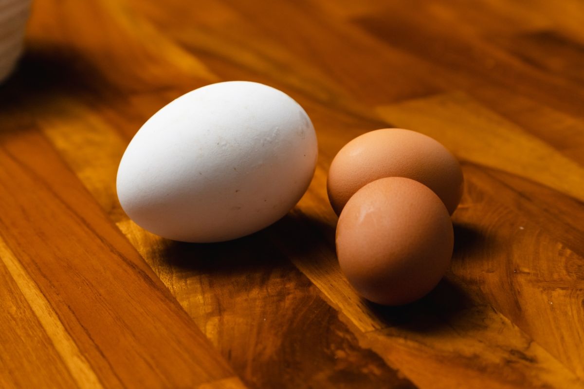 Une expérience surprenante : 720 œufs et des résultats inattendus sur le cholestérol