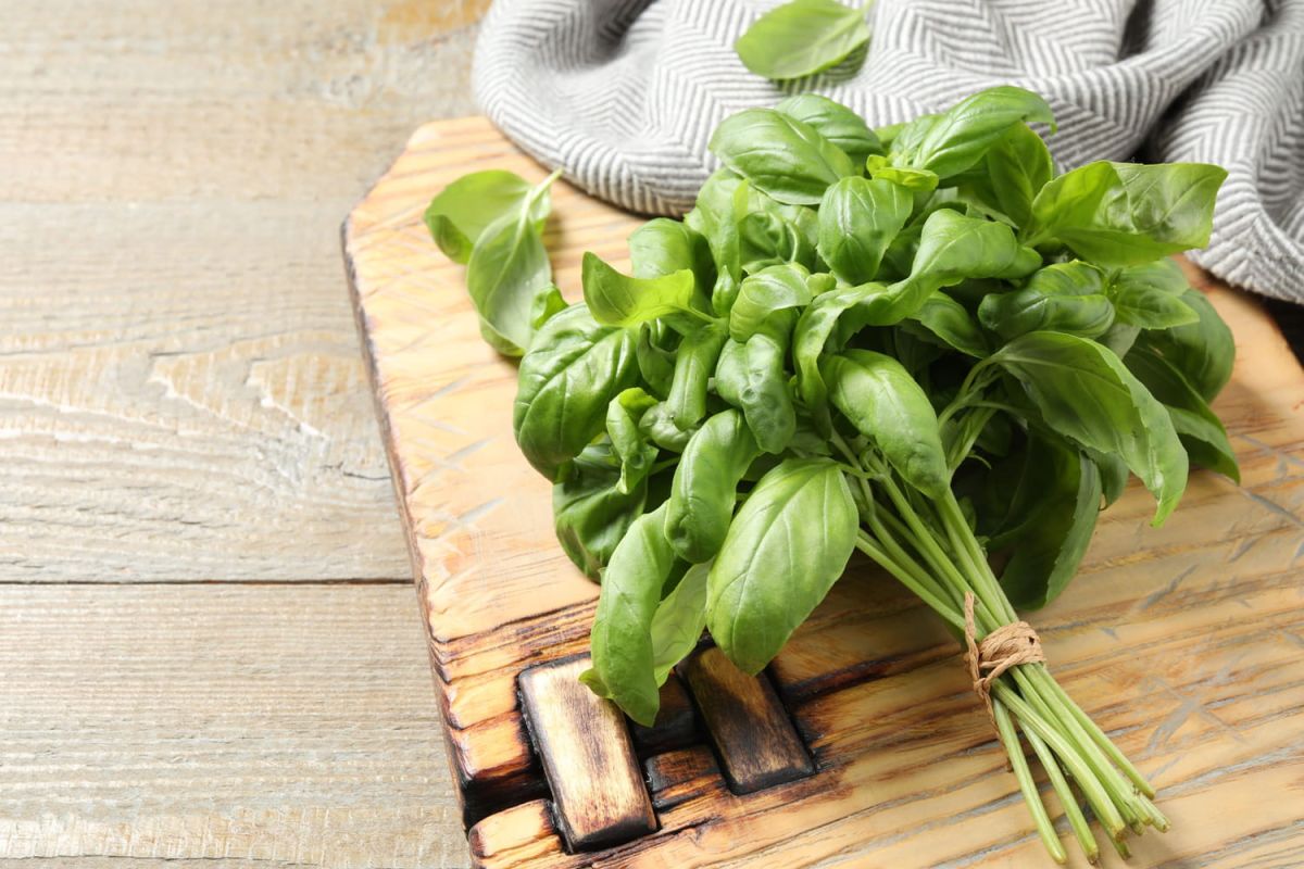 Conservez votre basilic frais : astuces infaillibles pour prolonger sa durée de vie