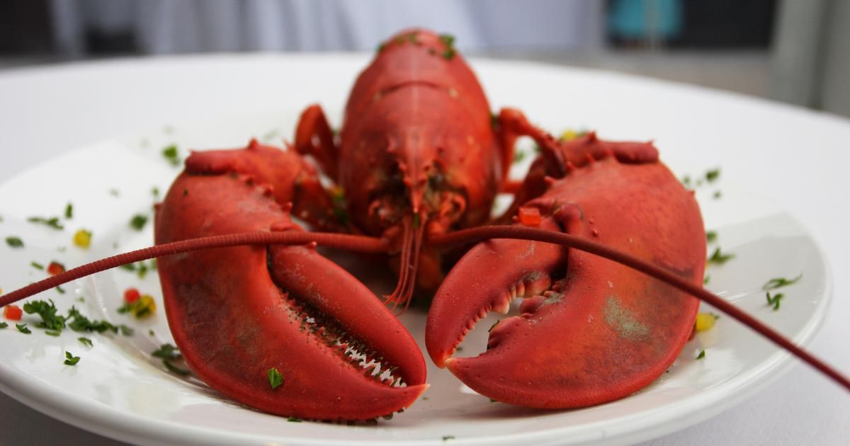 La souffrance des créatures marines : une nouvelle conscience éthique