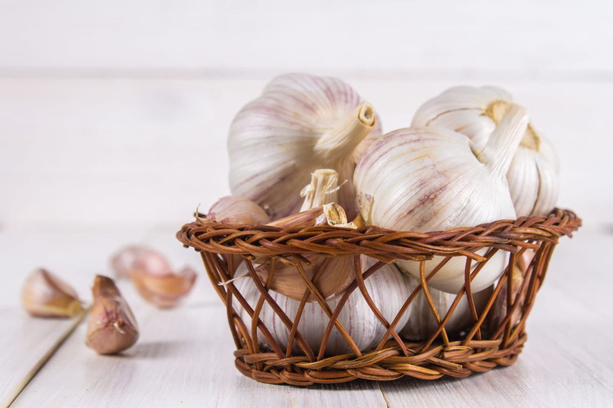 Comment conserver l'ail : les conseils d'un expert pour éviter la germination