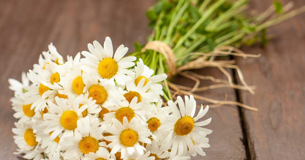 La pâquerette, trésor comestible et médicinal de nos campagnes