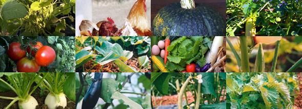 Le secret des légumes exquis d'Asafumi Yamashita
