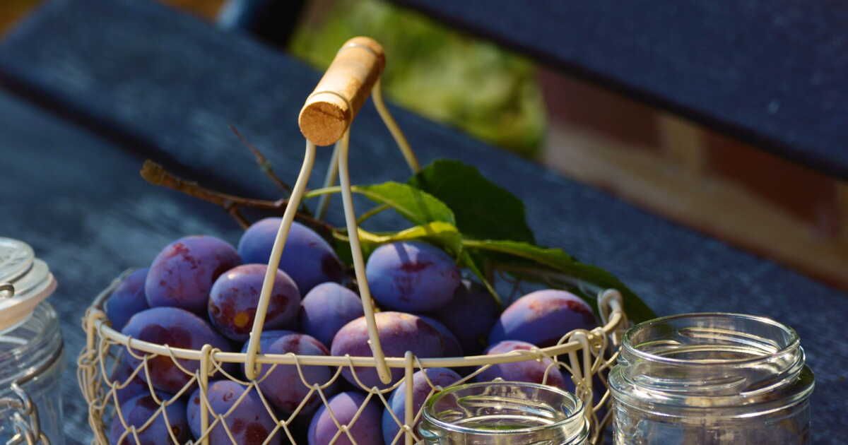 Comment congeler des prunes ?