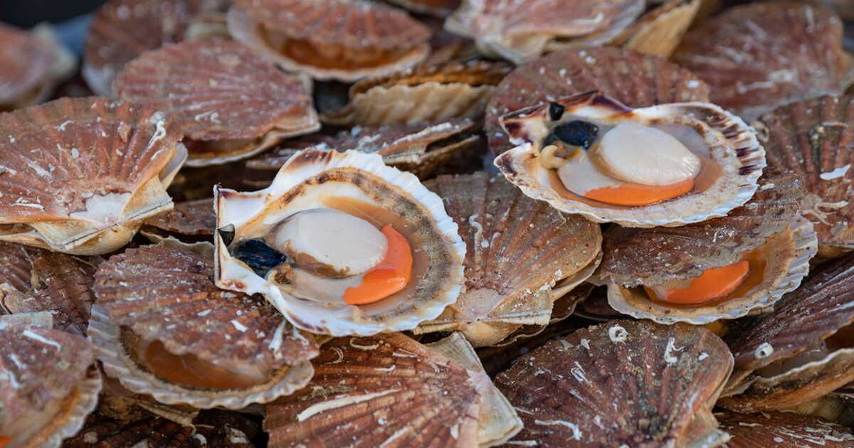 La barbe des coquilles Saint-Jacques : un trésor méconnu à découvrir