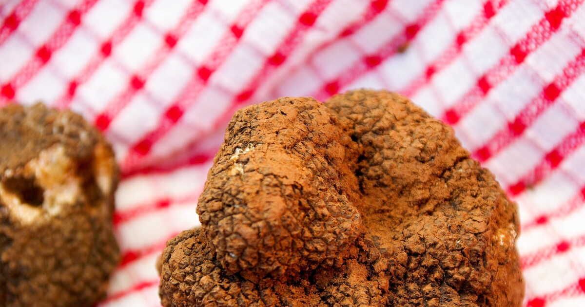 À la découverte de la truffe, un trésor gastronomique