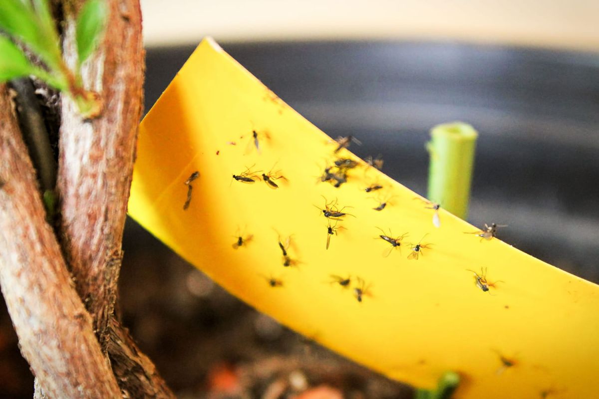 L'invasion des moucherons : astuces pour retrouver une cuisine sereine