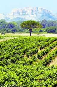 Les vins corses s'imposent sur le continent