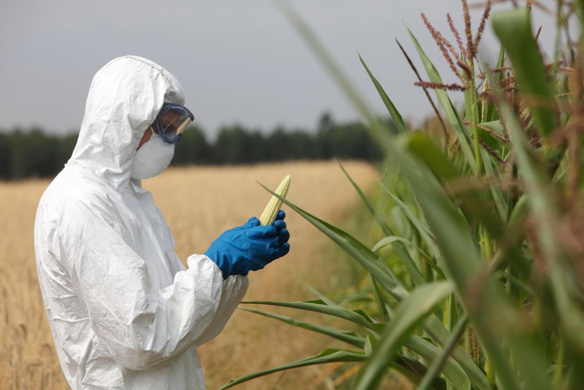 Les OGM : une sécurité sanitaire à court terme selon les experts